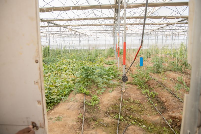 Crop Irrigation Installation in Honolulu, HI